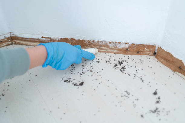 Best Rat Extermination Near Me  in Robbinsdale, MN