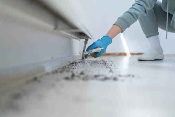 Best Ant Control Services  in Robbinsdale, MN